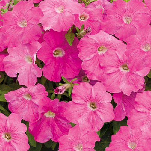 Семена петунии Саксесс F1 TR пинк (pink) /100 семян/ *Benary*