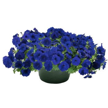 Петуния Саксесс F1 TR синяя (blue) /100 семян/ *Benary*