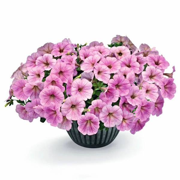 Насіння петунії Саксесс F1 TR сільвер з прожилками (silver vein) /100 насінин/ *Benary*