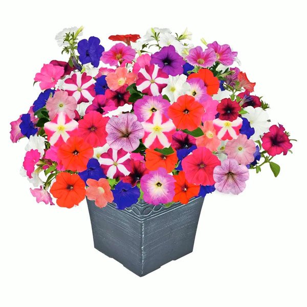 Насіння петунії Саксесс F1 TR суміш (mix) /100 насінин/ *Benary*