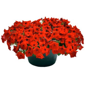 Петуния Саксесс F1 TR красная (red) /100 семян/ *Benary*