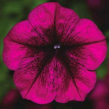 Петуния Фотофиниш F1 бургунди (burgundy) /100 семян (драже)/ *Syngenta*