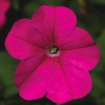 Петунія Фотофініш F1 пінк (pink) /100 насінин (драже)/ *Syngenta*