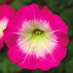 Петуния Фотофиниш F1 розовое утро (rose morn) /100 семян (драже)/ *Syngenta*