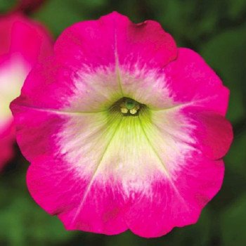 Петуния Фотофиниш F1 розовое утро (rose morn) /100 семян (драже)/ *Syngenta*