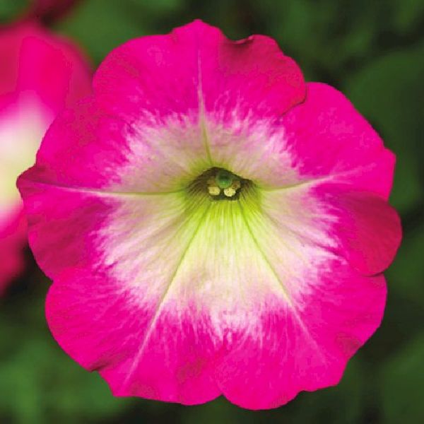 Насіння петунії Фотофініш F1 рожевий ранок (rose morn) /100 насінин (драже)/ *Syngenta*