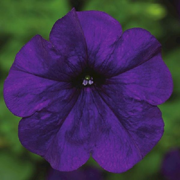 Насіння петунії Фотофініш F1 синя (blue) /100 насінин (драже)/ *Syngenta*