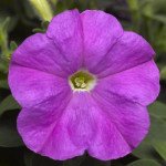 Петунія Пікобелла F1 лавандова (lavender) /200 насінин (драже)/ *Syngenta*