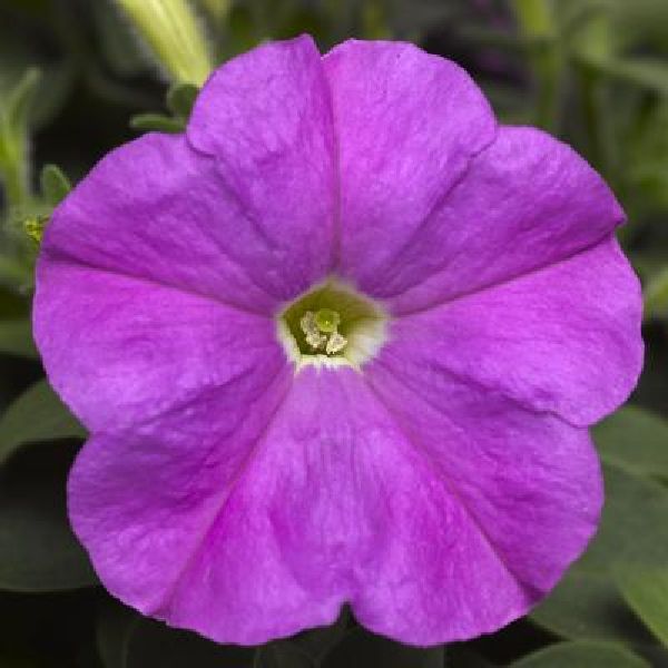 Насіння петунії Пікобелла F1 лавандова (lavender) /200 насінин (драже)/ *Syngenta*