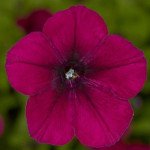 Петуния Флешфорвард F1 бургунди (burgundy) /100 семян (драже)/ *Syngenta*