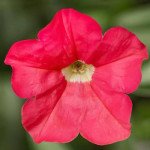 Петуния Флешфорвард F1 коралловая (coral) /100 семян (драже)/ *Syngenta*