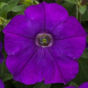 Петуния Флешфорвард F1 синяя (blue) /100 семян (драже)/ *Syngenta*