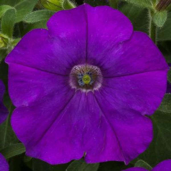 Насіння петунії Флешфорвард F1 синя (blue) /100 насінин (драже)/ *Syngenta*