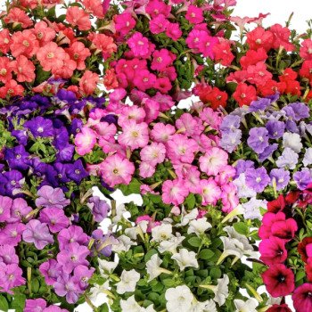 Петуния Флешфорвард F1 смесь (mix) /100 семян (драже)/ *Syngenta*