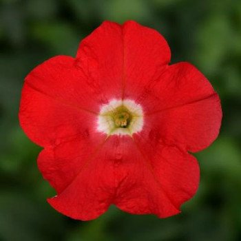 Петуния Флешфорвард F1 красная (red) /100 семян (драже)/ *Syngenta*