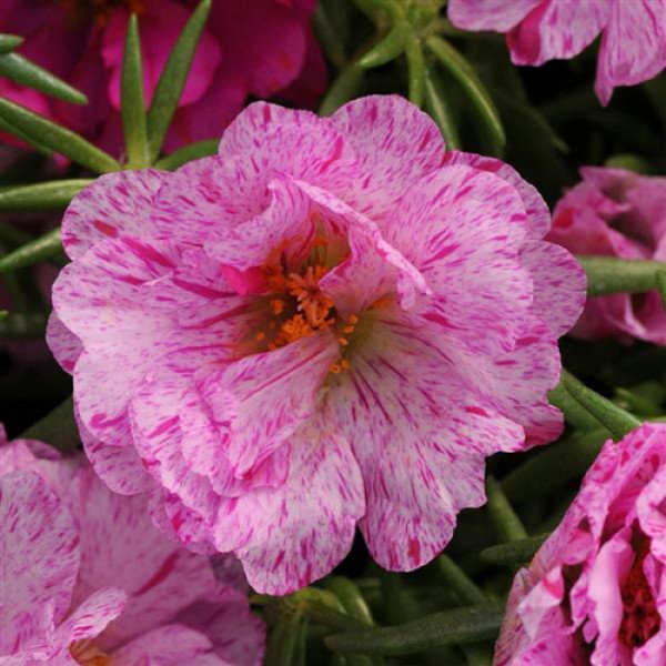 Насіння портулаку Хеппі Ауер пепермінт (peppermint) /1.000 насінин/ *Pan American*