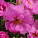 Портулак Хеппі Ауер розіта (rosita) /1.000 насінин/ *Pan American*