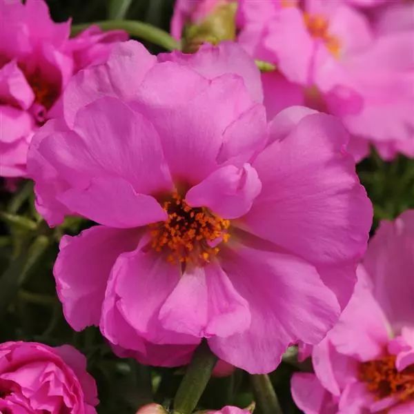 Насіння портулаку Хеппі Ауер розіта (rosita) /1.000 насінин/ *Pan American*