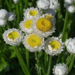 Аммобиум /10 г/ *Hem Zaden*