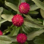 Гомфрена КИС карминовая (carmine) /1.000 семян/ *Pan American*