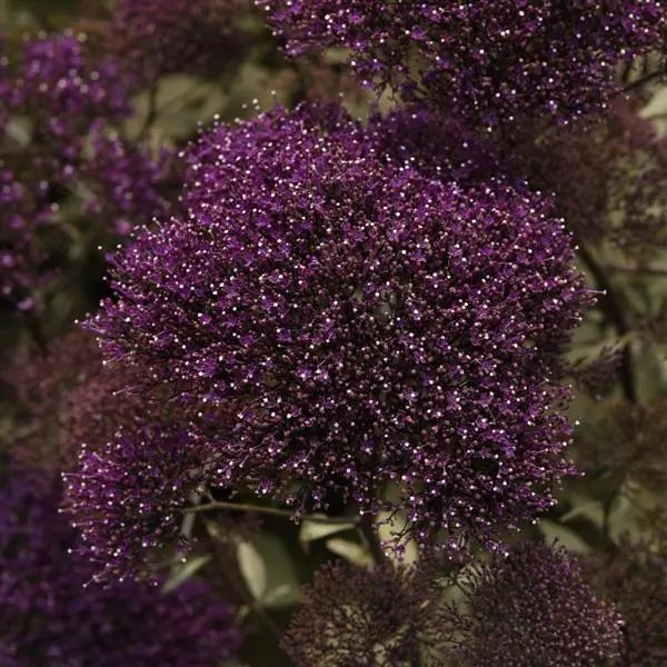 Насіння трахеліуму Лайк Форест пурпурний (purple) /100 насінин (драже)/ *Pan American*