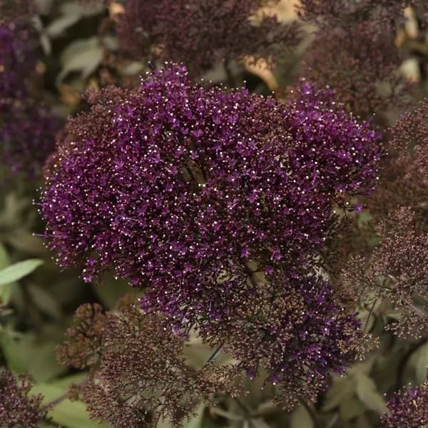 Насіння трахеліуму Мічіган фіолетовий (violet) /100 насінин (драже)/ *Pan American*