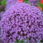 Трахеліум Пессіон темно-пурпурний (deep purple) /50 насінин/ *Pan American*