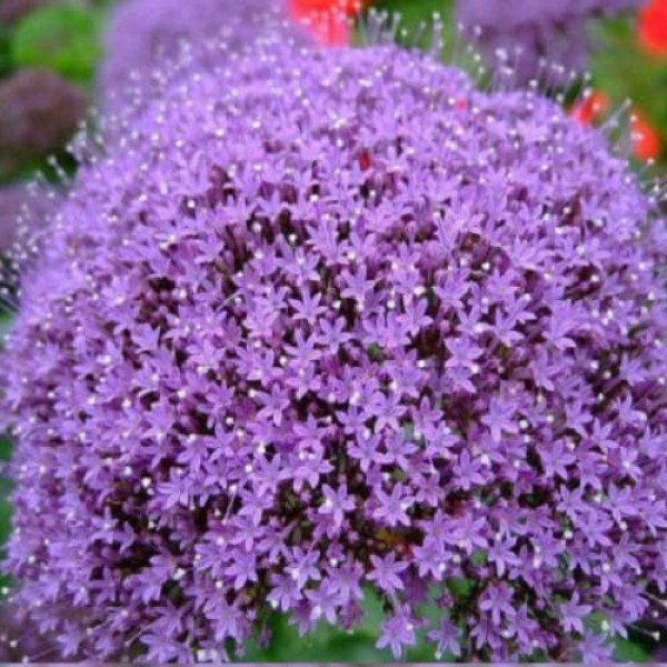 Семена трахелиума Пессион темно-пурпурный (deep purple) /50 семян/ *Pan American*