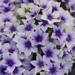 Флокс Етни голубой (blue) /100 семян/ *Pan American*