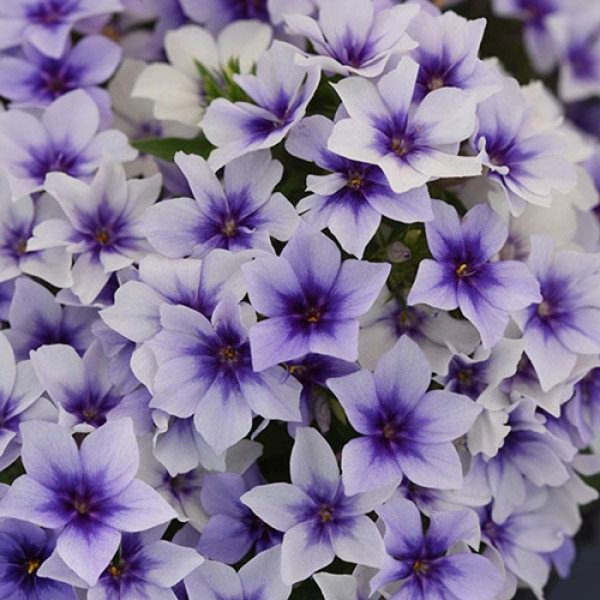 Насіння флоксу Етні блакитний (blue) /100 насінин/ *Pan American*