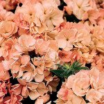 Флокс Проміс персиковий (peach) /100 насінин/ *Pan American*