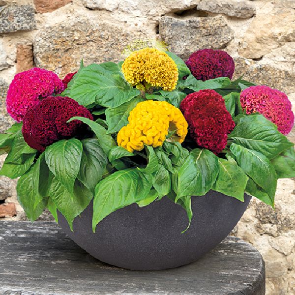 Насіння целозії Брайнік суміш (mix) /100 насінин/ *Benary*