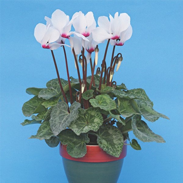 Насіння цикламена Білий з червоним вічком /100 насінин/ *Cerny*