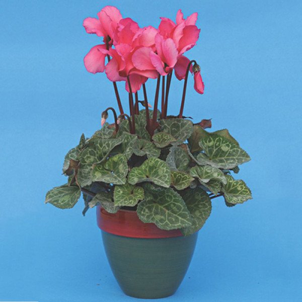 Насіння цикламена Роза фон Целендорф світло-лососевий /100 насінин/ *Cerny*