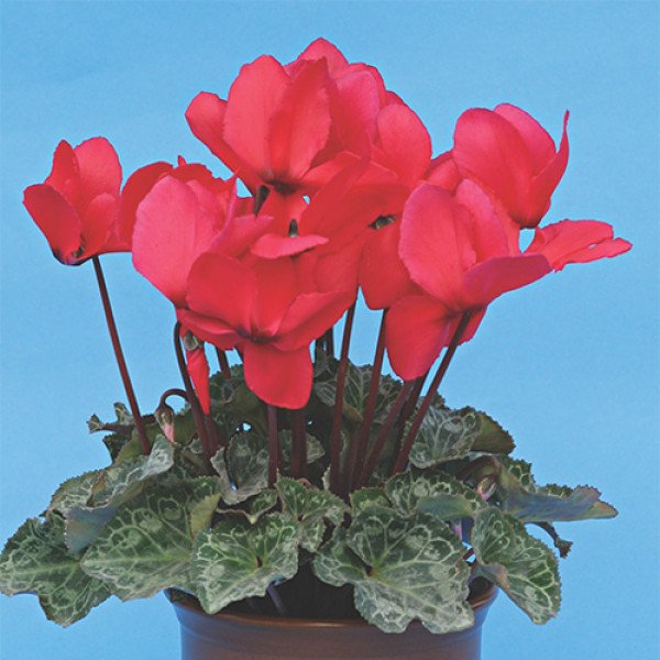 Семена цикламена Перла фон Целендорф темно-лососевый /100 семян/ *Cerny*