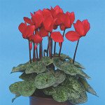 Цикламен Пурпурный /100 семян/ *Cerny*