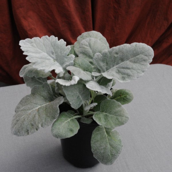 Насіння цинерарії Нью Лук /500 насінин (драже)/ *Benary*