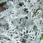 Цинерария Сильвердаст /5.000 семян/ *Benary*