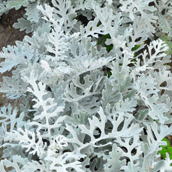 Семена цинерарии Сильвердаст /5.000 семян/ *Benary*