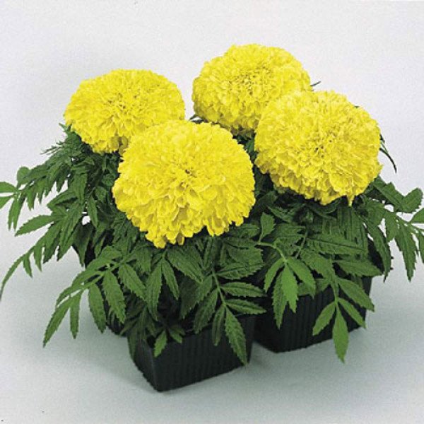 Насіння чорнобривців Антігуа F1 прімроуз (primrose) /100 насінин/ *Syngenta*