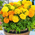 Чорнобривці Діскавері F1 суміш (mix) /500 насінин/ *Benary*