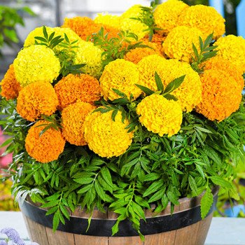 Бархатцы Дискавери F1 смесь (mix) /500 семян/ *Benary*