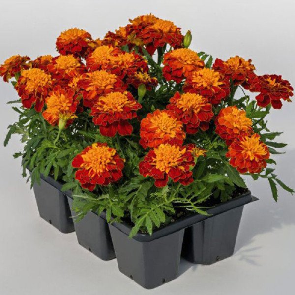 Насіння чорнобривців Супер Герой гармонія (harmony) /1.000 насінин/ *Benary*