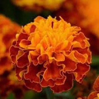 Бархатцы Хот Пак гармони (garmony) /1.000 семян/ *Pan American*