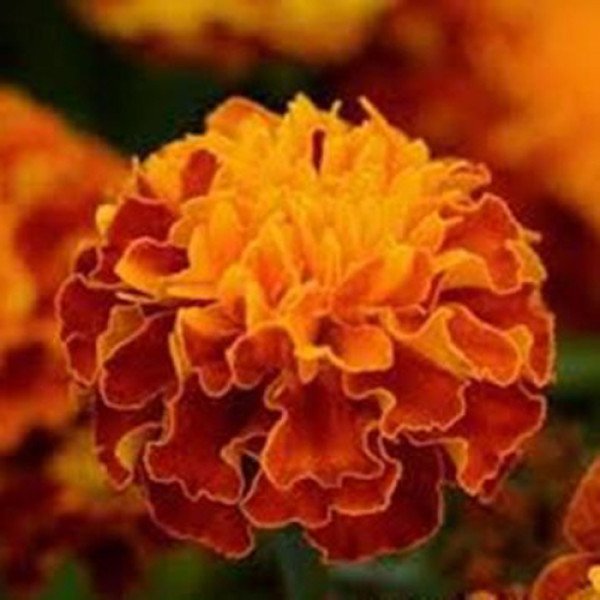 Насіння чорнобривців Хот Пак гармоні (garmony) /1.000 насінин/ *Pan American*