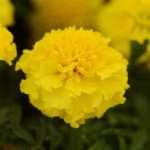 Чорнобривці Хот Пак жовті (yellow) /1.000 насінин/ *Pan American*