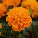 Чорнобривці Хот Пак помаранчеві (orange) /1.000 насінин/ *Pan American*