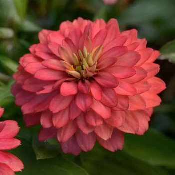 Цинния Сахара F1 салмон роуз (salmon rose) /100 семян/ *Pan American*