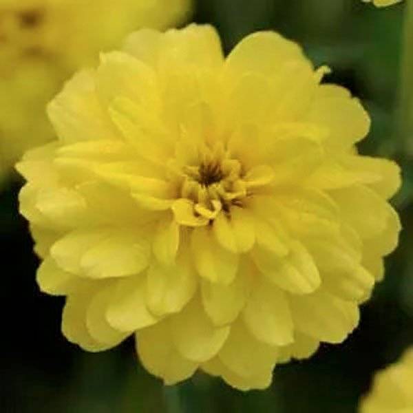 Семена циннии Сахара F1 желтая (yellow) /100 семян/ *Pan American*