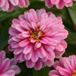 Цинія Сахара F1 распберрі ріпл (raspberry ripple) /100 насінин/ *Pan American*